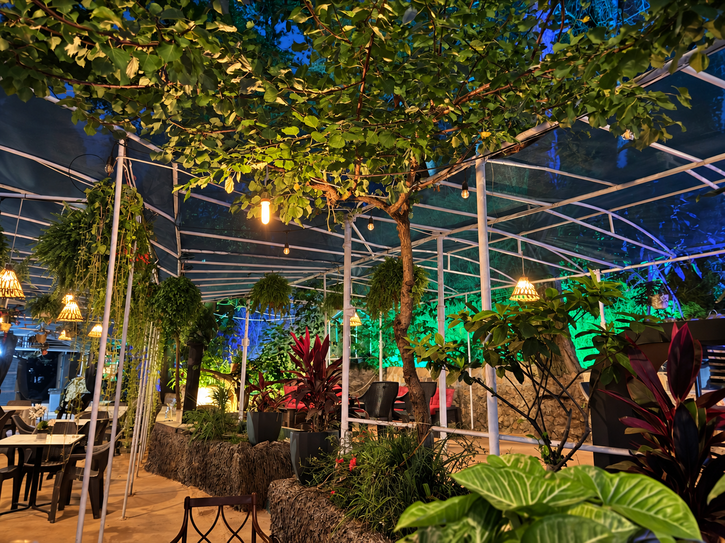 Kooz Café garden seating beneath a leafy tree and warm pendant lights