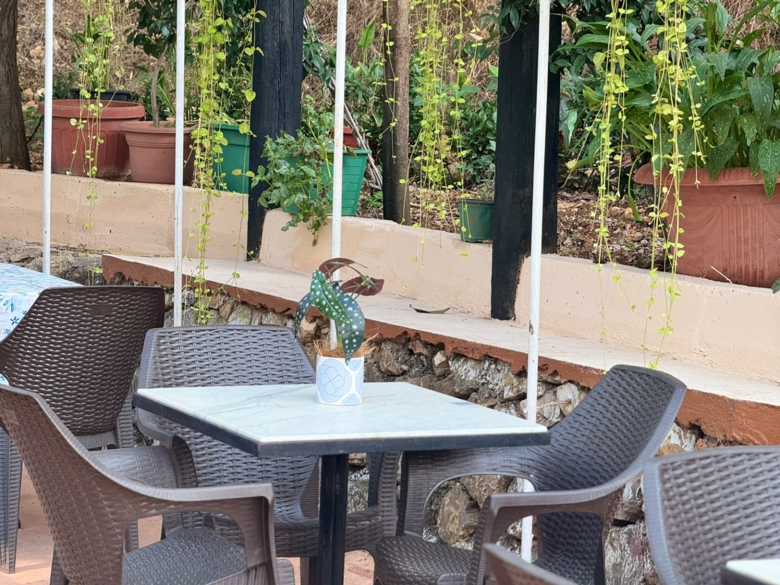 A quiet café table beneath trailing plants